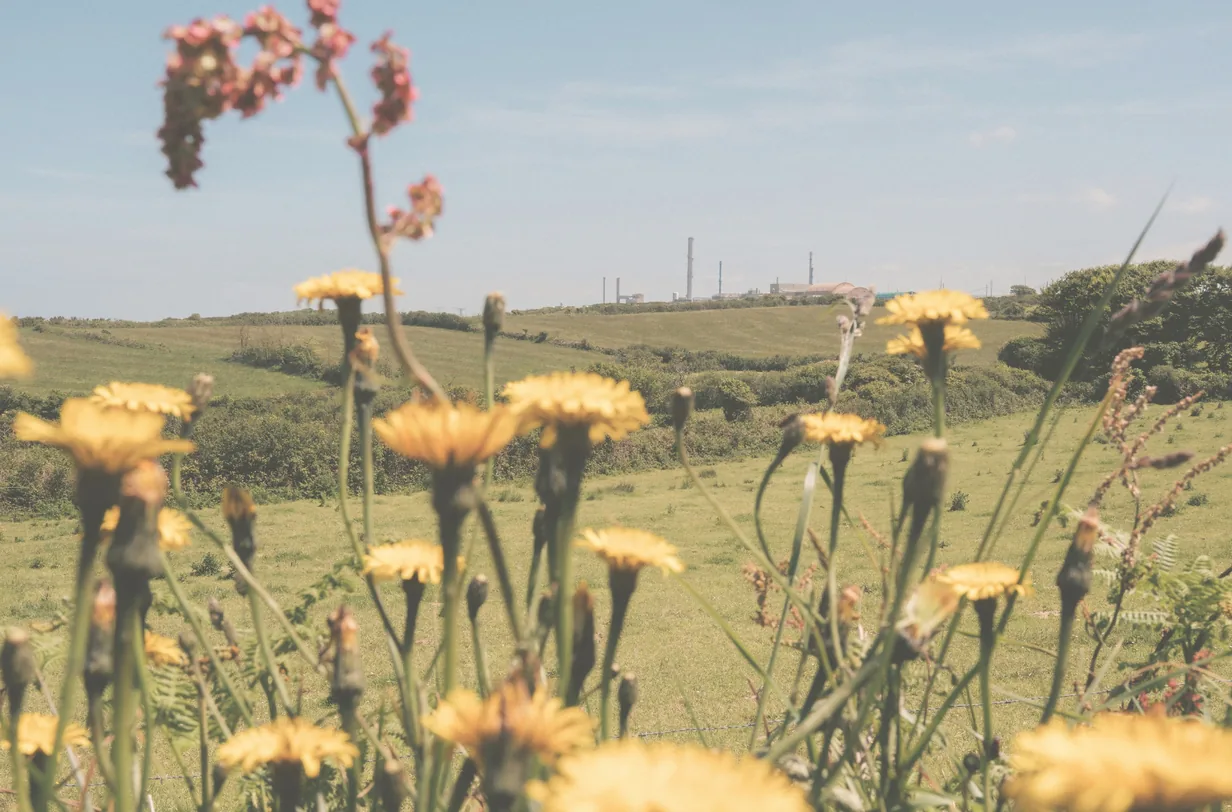 Gelbe Blüten vor grünen Feldern, am Horizont die Gebäude und Schornsteine der Wiederaufbereitungsanlage La Hague.